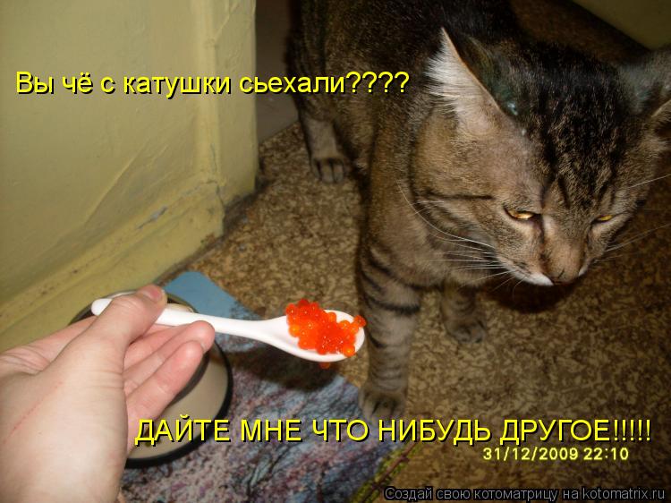 Котоматрица: Вы чё с катушки сьехали???? ДАЙТЕ МНЕ ЧТО НИБУДЬ ДРУГОЕ!!!!!