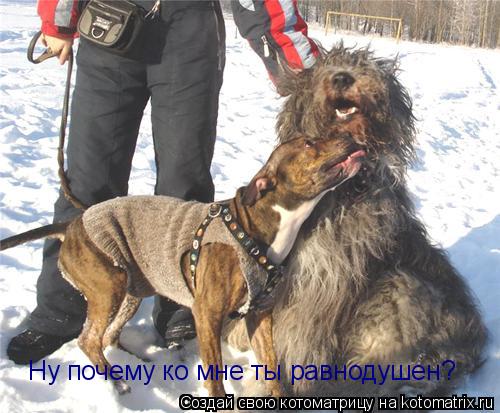 Котоматрица: Ну почему ко мне ты равнодушен?