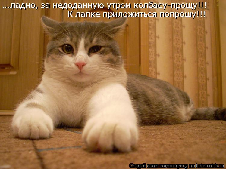 ...ладно, за недоданную утром колбасу-прощу!!! К лапке приложиться попрошу!!!... Котоматрица: ...ладно, за недоданную утром колбасу-прощу!!! К лапке приложиться попрошу!!!
