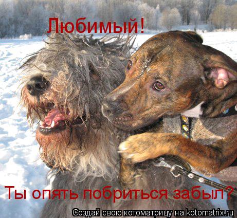 Котоматрица: Любимый! Ты опять побриться забыл?