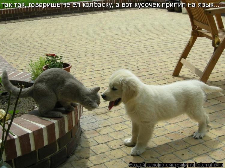 Котоматрица: так-так, говоришь не ел колбаску, а вот кусочек прилип на язык...