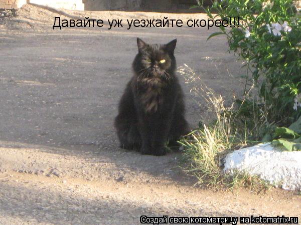 Давайте уж уезжайте скорее!!!... Котоматрица: Давайте уж уезжайте скорее!!!