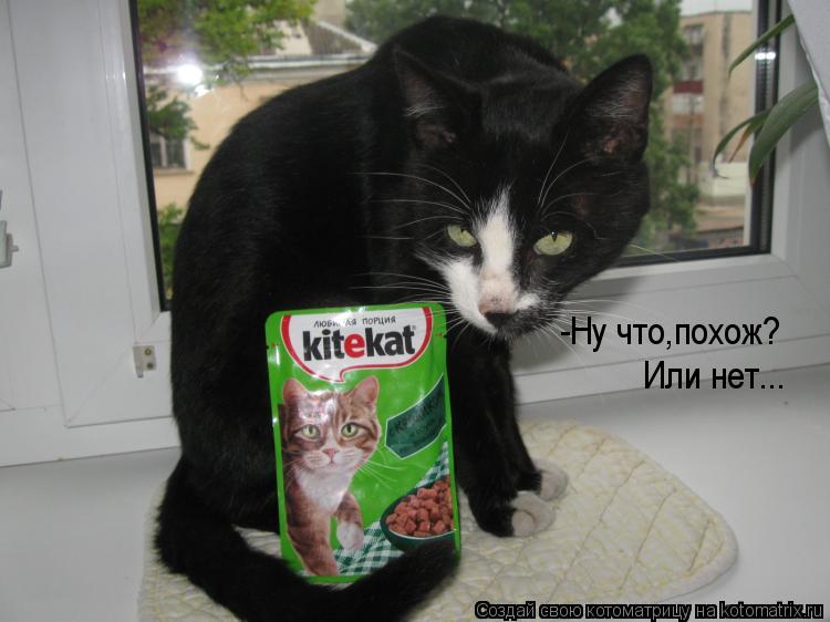 -Ну что,похож? Или нет...... Котоматрица: -Ну что,похож? Или нет...