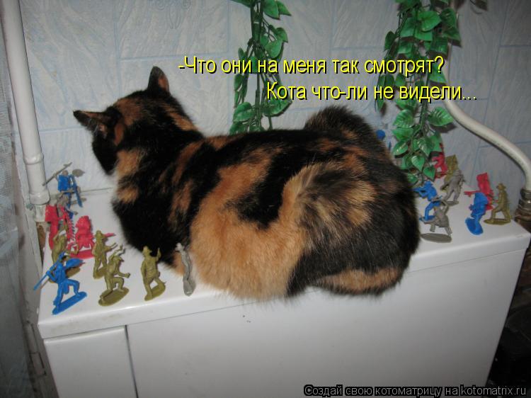 Котоматрица: -Что они на меня так смотрят? Кота что-ли не видели...