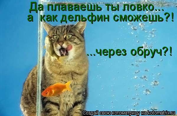 Да плаваешь ты ловко... а как дельфин сможешь?! ...через обруч?!... Котоматрица: Да плаваешь ты ловко... а как дельфин сможешь?! ...через обруч?!