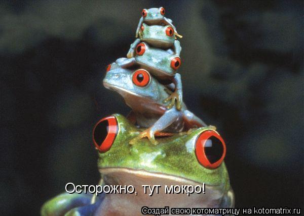 Котоматрица: Осторожно, тут мокро!