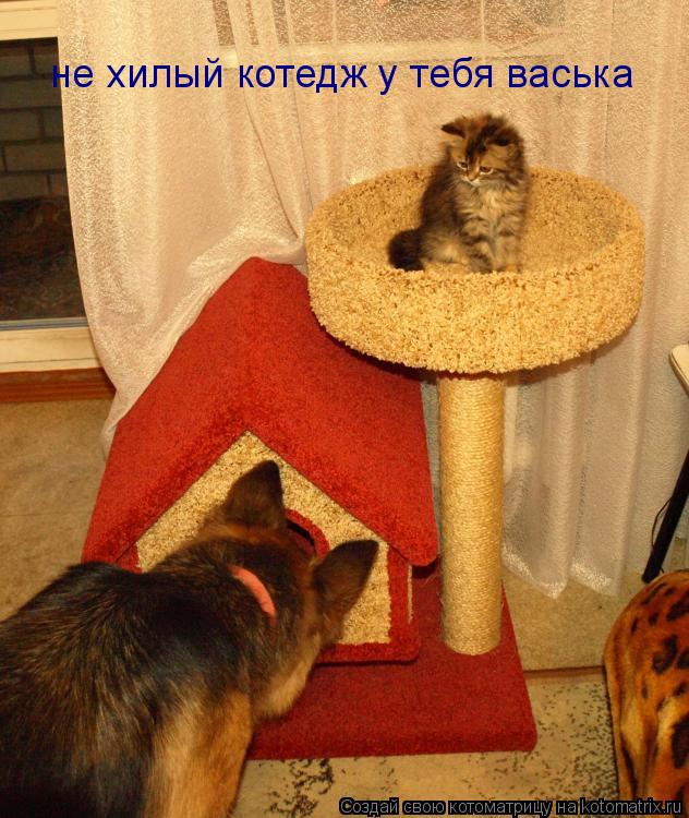 Котоматрица: не хилый котедж у тебя васька