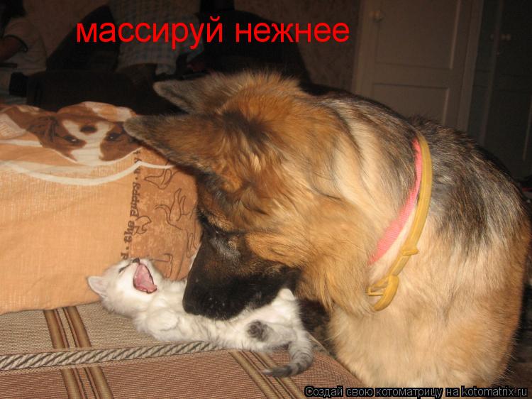 массируй нежнее... Котоматрица: массируй нежнее