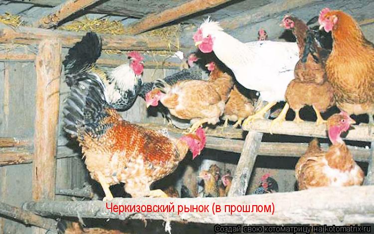 Котоматрица: Черкизовский рынок (в прошлом)