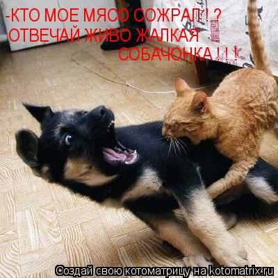 Котоматрица: -КТО МОЕ МЯСО СОЖРАЛ ! ?  ОТВЕЧАЙ ЖИВО ЖАЛКАЯ  СОБАЧОНКА ! ! !
