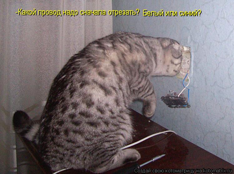 Котоматрица: -Какой провод надо сначала отрезать? Белый или синий?