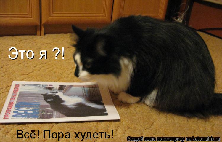 Котоматрица: Это я ?! Всё! Пора худеть!