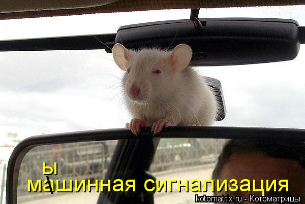 Котоматрица: машинная сигнализация  ы