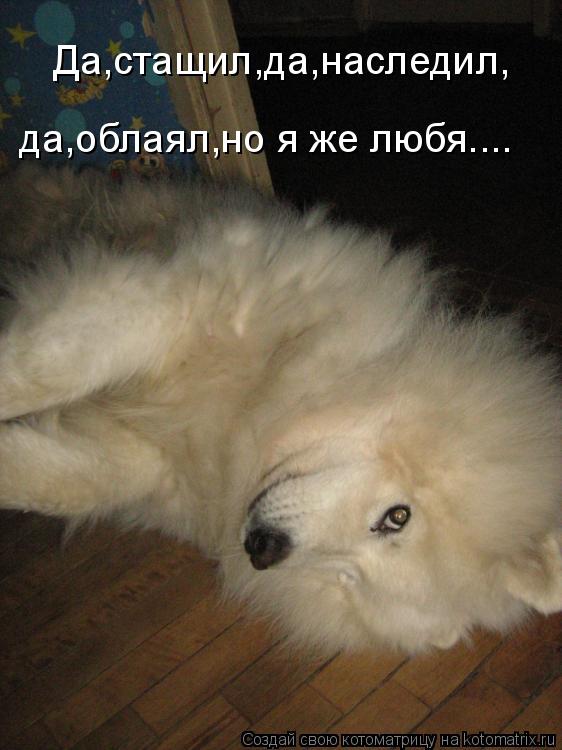 Котоматрица: Да,стащил,да,наследил, да,облаял,но я же любя....