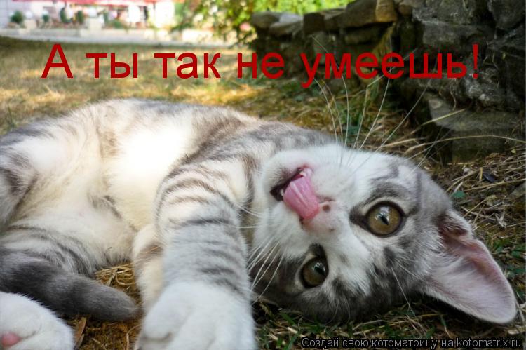 Котоматрица: А ты так не умеешь!
