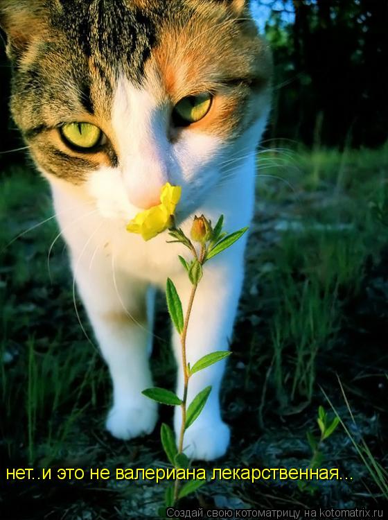Котоматрица: нет..и это не валериана лекарственная...