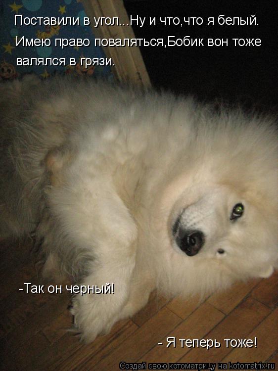 Котоматрица: Поставили в угол...Ну и что,что я белый. Имею право поваляться,Бобик вон тоже валялся в грязи.  -Так он черный!  - Я теперь тоже!