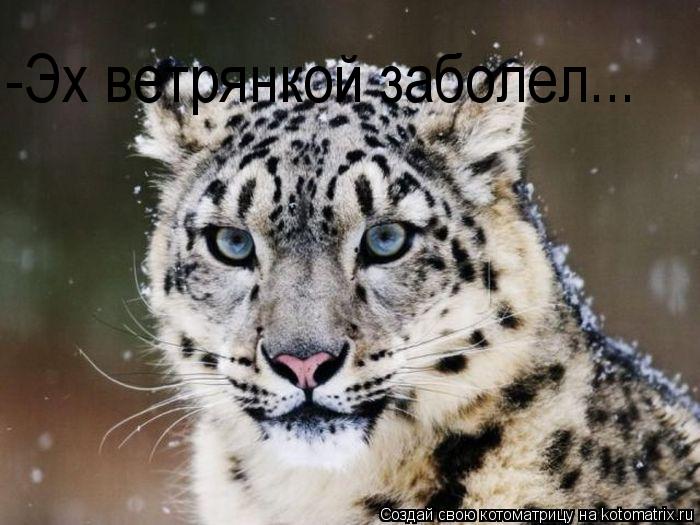 Котоматрица: -Эх ветрянкой заболел...