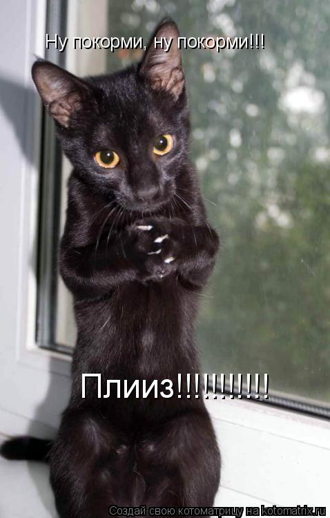 Котоматрица: Ну покорми, ну покорми!!! Плииз!!!!!!!!!!!