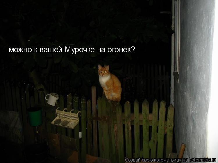 Котоматрица: можно к вашей Мурочке на огонек?