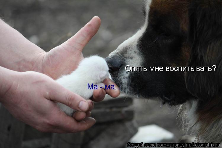 Котоматрица: Опять мне воспитывать? Ма - ма...