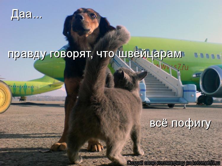 Котоматрица: Даа... правду говорят, что швейцарам всё пофигу