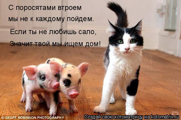 Котоматрица: С поросятами втроем мы не к каждому пойдем. Если ты не любишь сало,  Значит твой мы ищем дом!