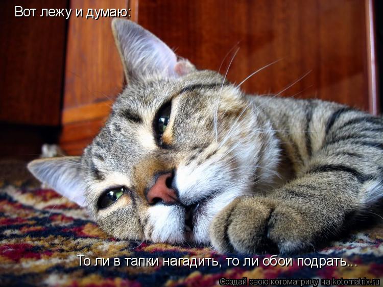 Котоматрица: Вот лежу и думаю: То ли в тапки нагадить, то ли обои подрать...