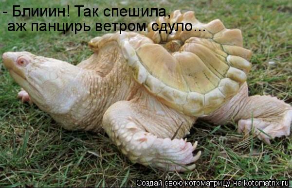 Котоматрица: - Блииин! Так спешила,  аж панцирь ветром сдуло...