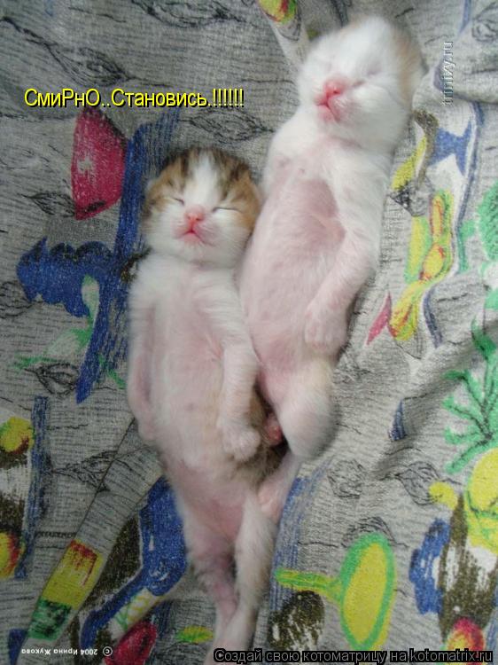 Котоматрица: СмиРнО..Становись.!!!!!!