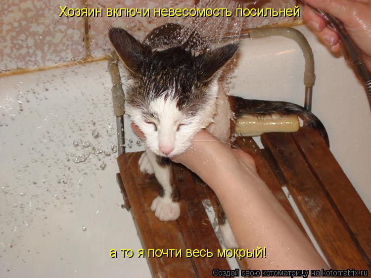 Котоматрица: Хозяин включи невесомость посильней а то я почти весь мокрый!