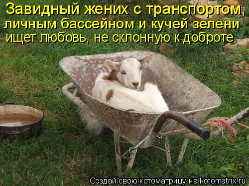 Завидный жених с транспортом, личным бассейном и кучей зелени ищет любовь, не склонную к доброте.... Котоматрица: Завидный жених с транспортом, личным бассейном и кучей зелени ищет любовь, не склонную к доброте.