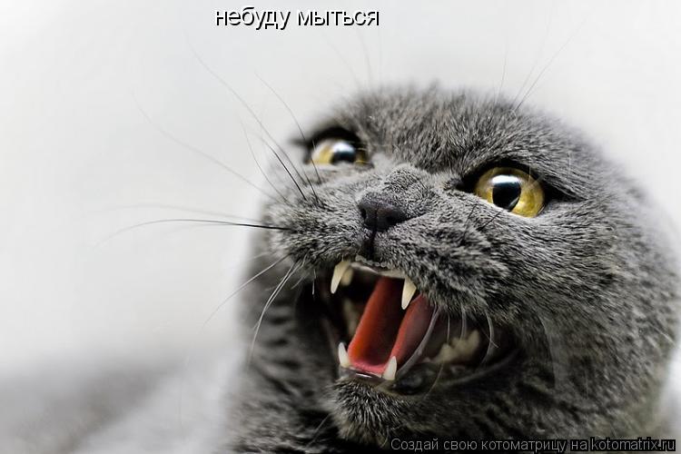Котоматрица: небуду мыться