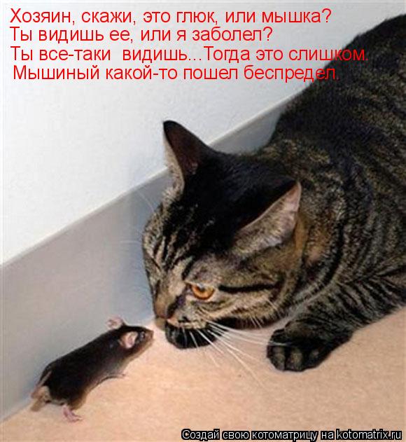 Котоматрица: Хозяин, скажи, это глюк, или мышка? Ты видишь ее, или я заболел? Ты все-таки  видишь...Тогда это слишком. Мышиный какой-то пошел беспредел.