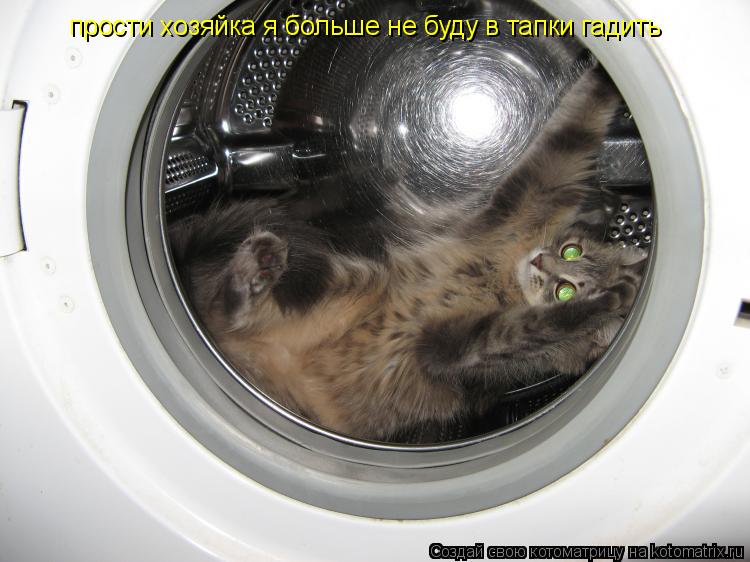 Котоматрица: прости хозяйка я больше не буду в тапки гадить