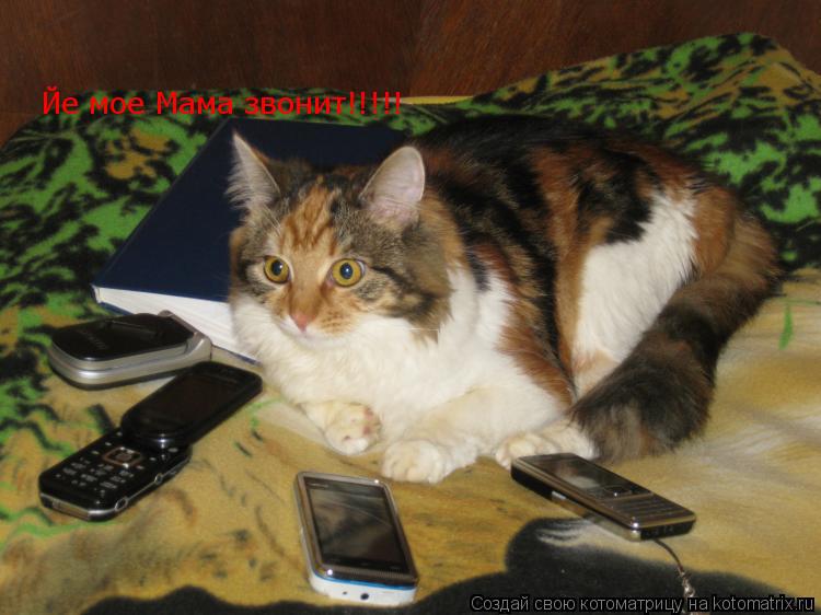 Котоматрица: Йе мое Мама звонит!!!!!