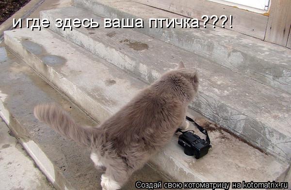 Котоматрица: и где здесь ваша птичка???!