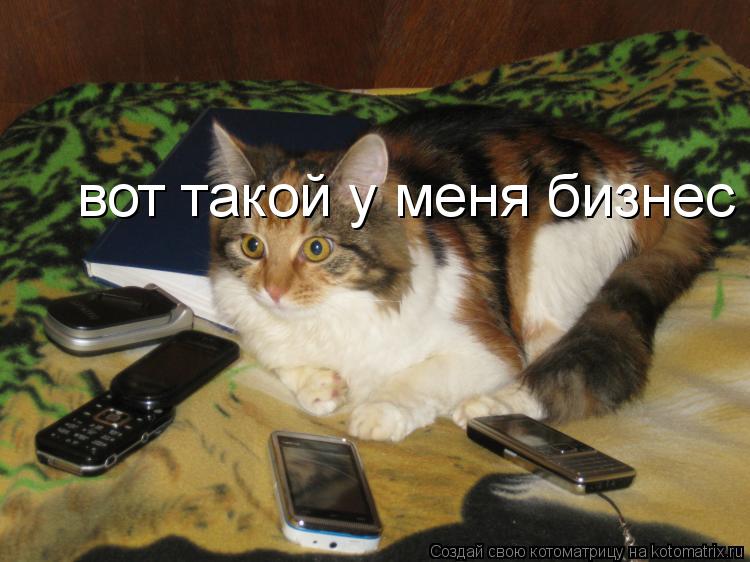Котоматрица: вот такой у меня бизнес