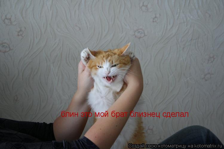 Котоматрица: блин это мой брат близнец сделал