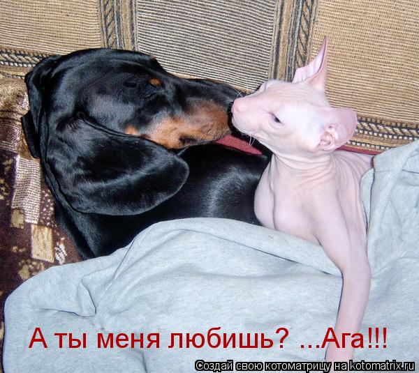 Котоматрица: А ты меня любишь? ...Ага!!!