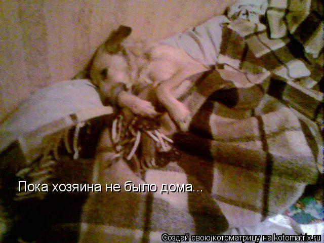 Котоматрица: Пока хозяина не было дома...