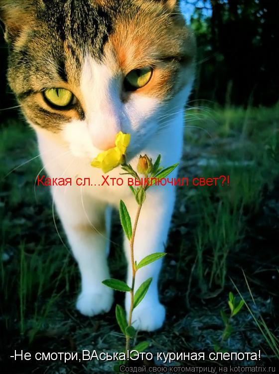 Котоматрица: -Не смотри,ВАська!Это куриная слепота! Какая сл...Хто выключил свет?!