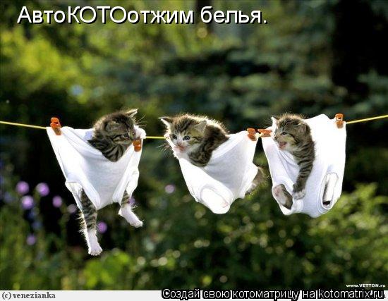 Котоматрица: АвтоКОТОотжим белья.