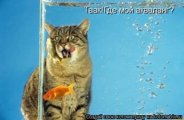 Котоматрица: Таак!Где мой акваланг?