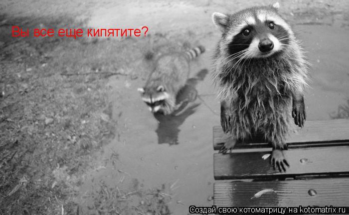 Котоматрица: Вы все еще кипятите?