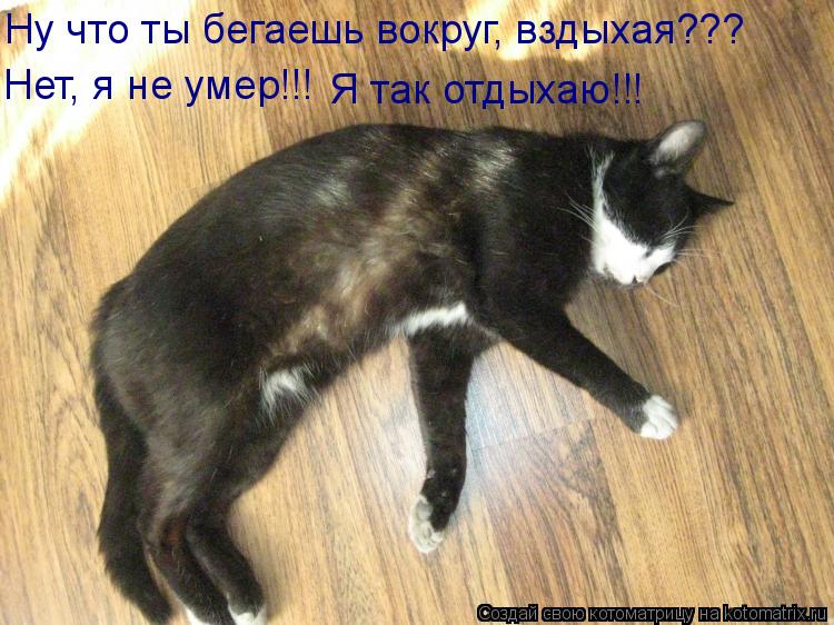 Ну что ты бегаешь вокруг, вздыхая??? Нет, я не умер!!! Я так отдыхаю!!!... Котоматрица: Ну что ты бегаешь вокруг, вздыхая??? Нет, я не умер!!! Я так отдыхаю!!!