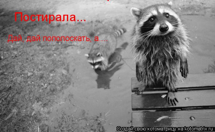 Котоматрица: Постирала... Постирала... Дай, дай пополоскать, а....