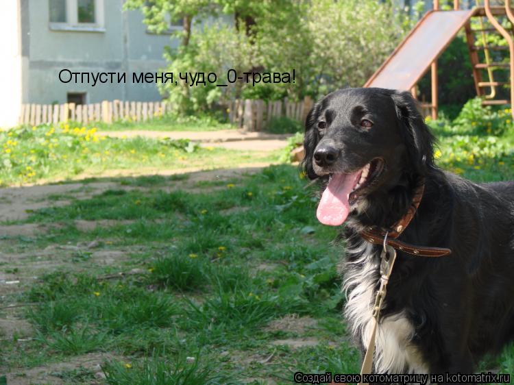 Котоматрица: Отпусти меня,чудо_0-трава!