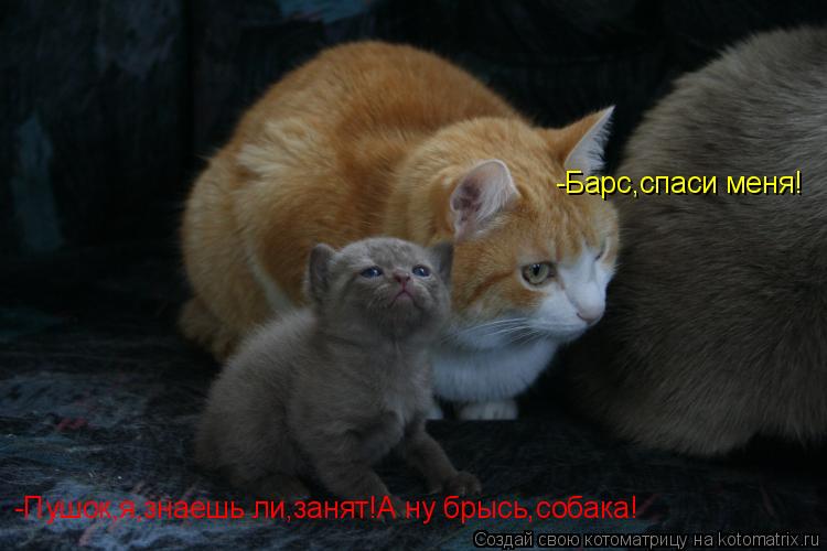 -Барс,спаси меня! -Пушок,я,знаешь ли,занят!А ну брысь,собака!... Котоматрица: -Барс,спаси меня! -Пушок,я,знаешь ли,занят!А ну брысь,собака!