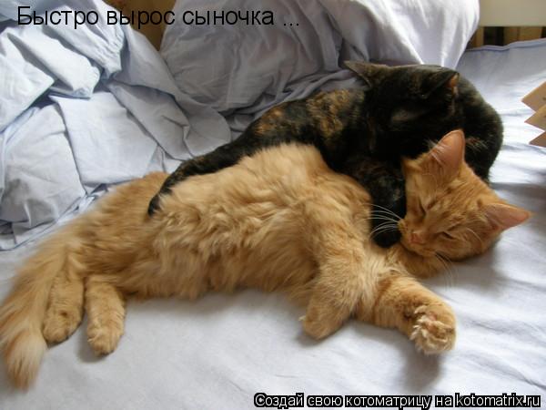 Быстро вырос сыночка ...... Котоматрица: Быстро вырос сыночка ...